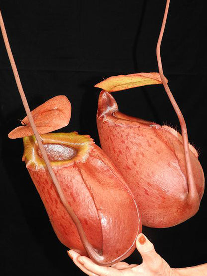 Nepenthes sibuyanensis x merilliana  BE-3542