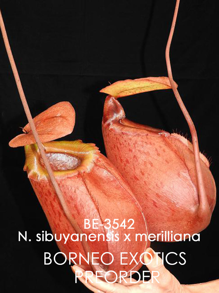 Nepenthes sibuyanensis x merilliana  BE-3542