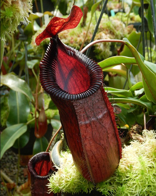 Nepenthes sibuyanensis x hamata "Lumut"  BE-3562