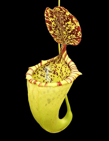 Nx burbidgeae x campanulata BE-3564