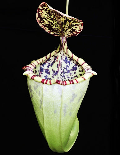 Nx burbidgeae x campanulata BE-3564