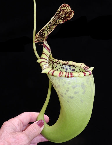 Nx burbidgeae x campanulata BE-3564