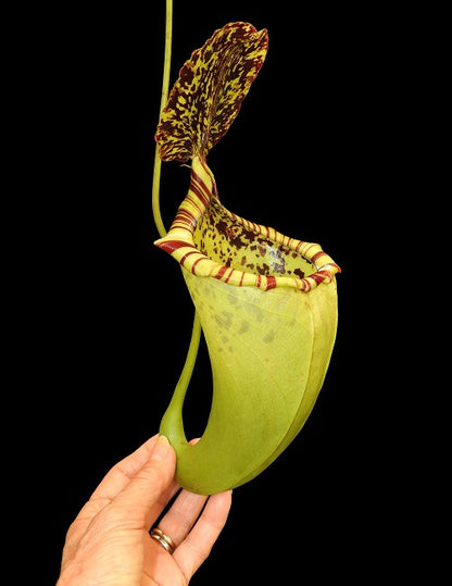 Nx burbidgeae x campanulata BE-3564