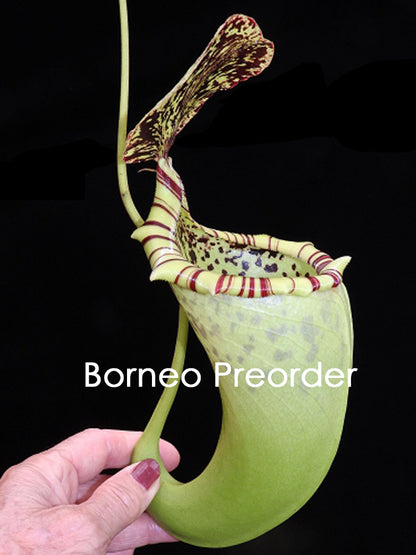Nx burbidgeae x campanulata BE-3564