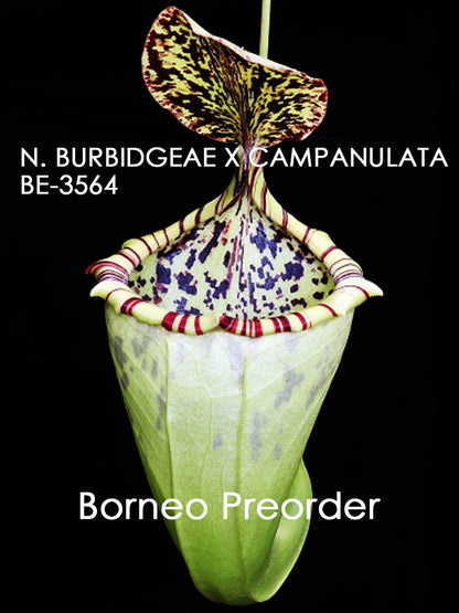 Nx burbidgeae x campanulata BE-3564