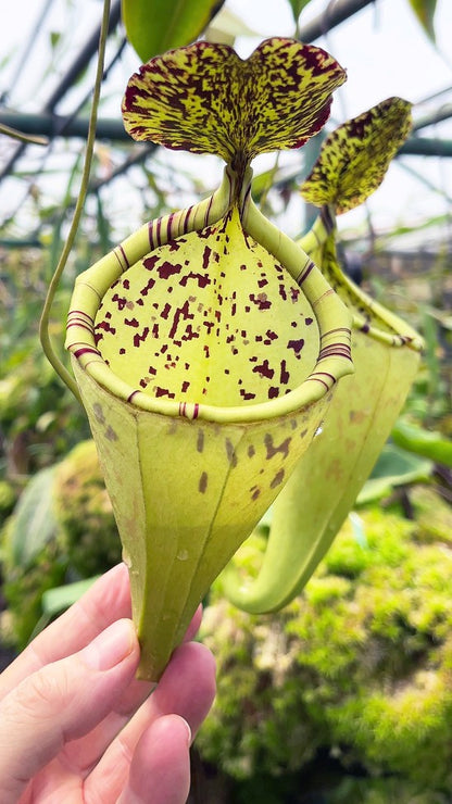 Nx burbidgeae x campanulata BE-3564