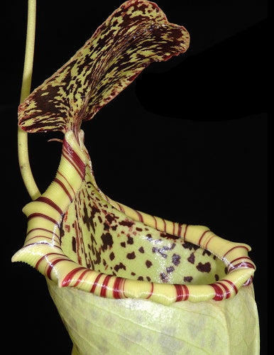 Nx burbidgeae x campanulata BE-3564