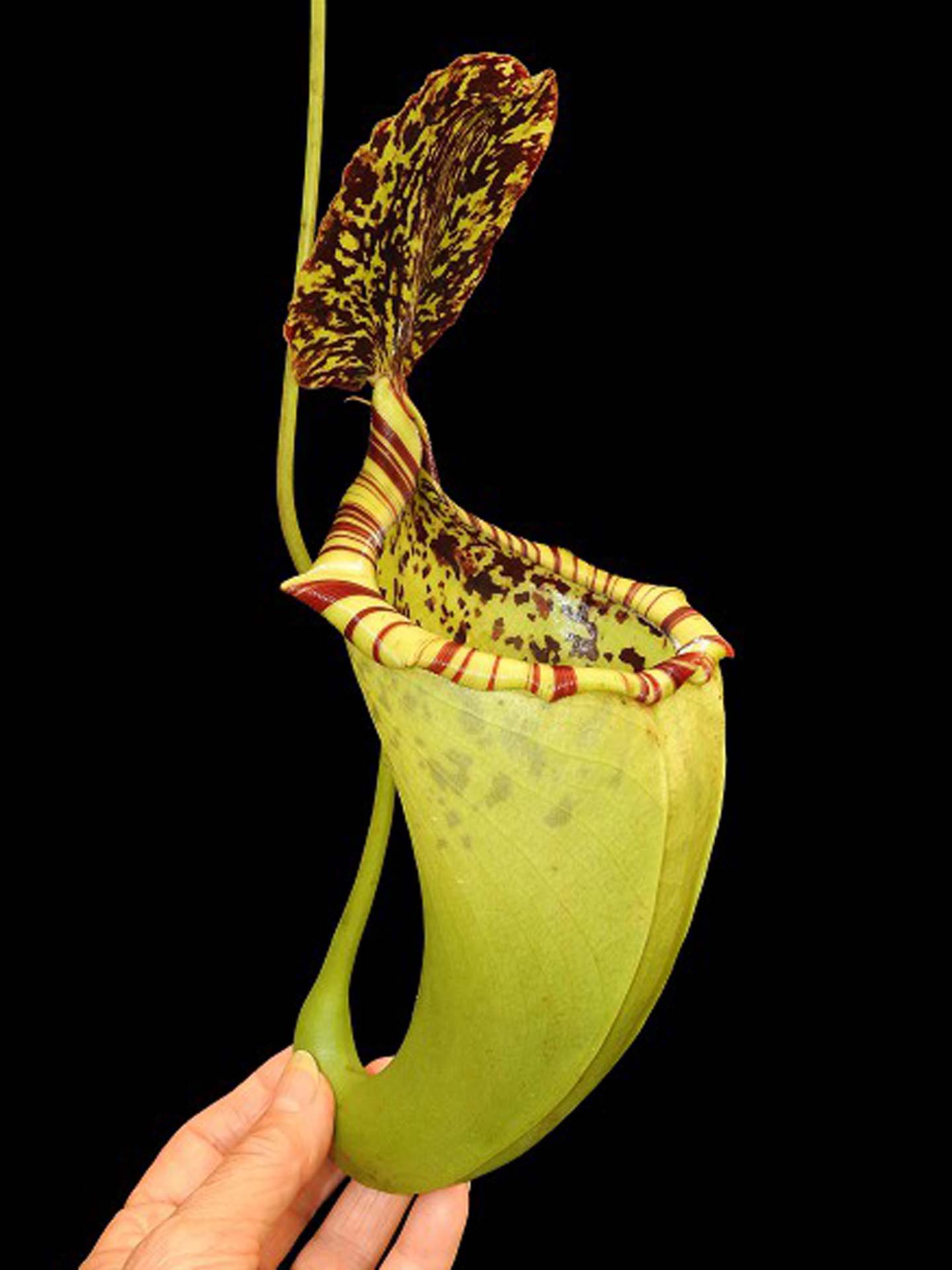Nepenthes burbidgeae x campanulata BE-3564