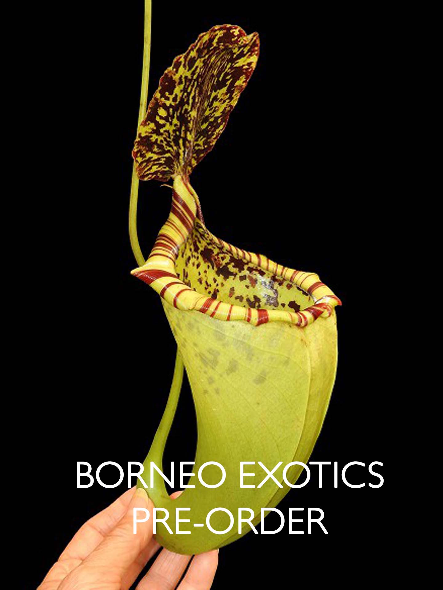Nepenthes burbidgeae x campanulata BE-3564