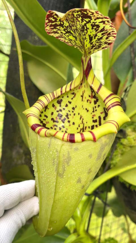 Nepenthes burbidgeae x campanulata BE-3564