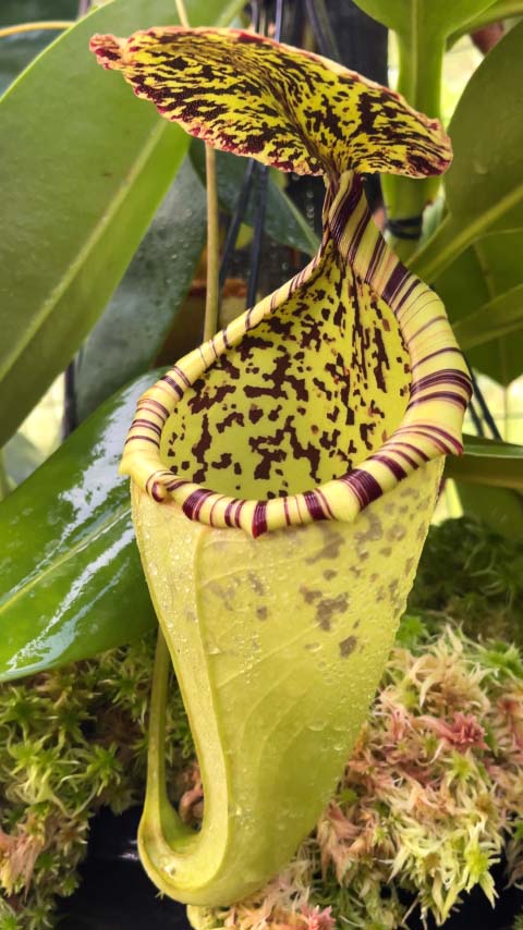 Nepenthes burbidgeae x campanulata BE-3564