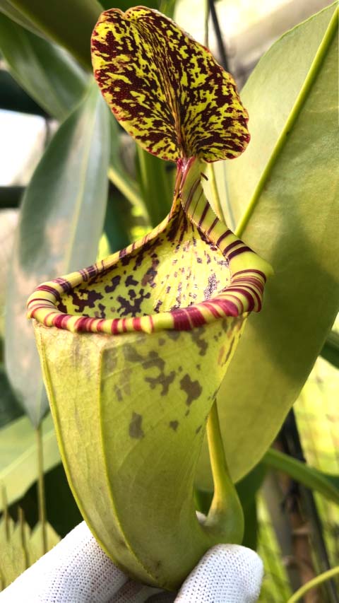 Nepenthes burbidgeae x campanulata BE-3564