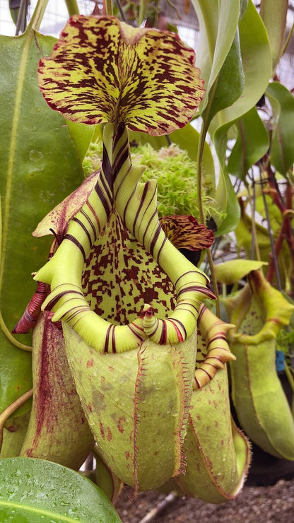 Nepenthes burbidgeae x robcantleyi BE-3577