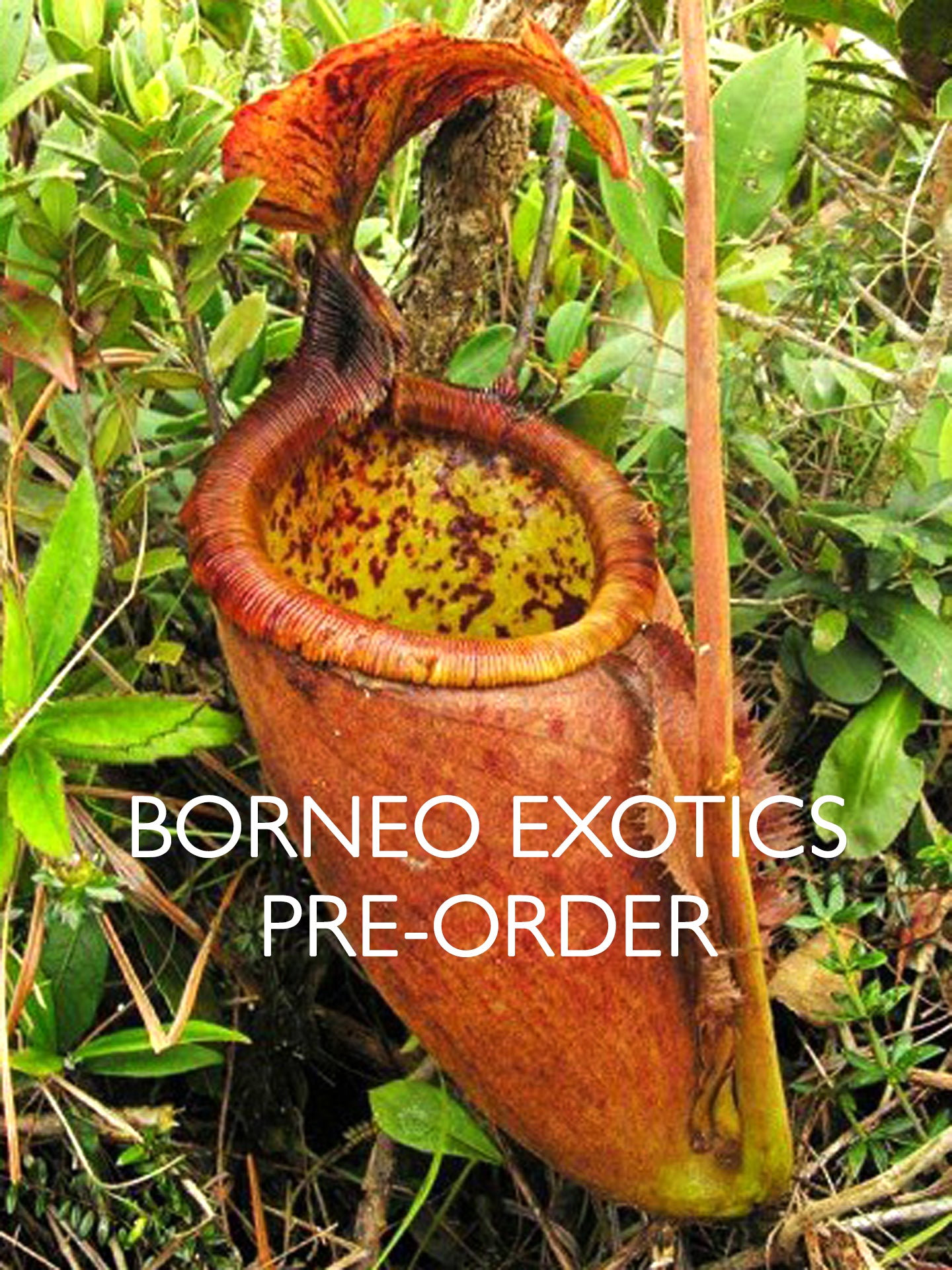 Nepenthes palawanensis BE-3651
