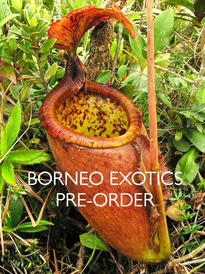 Nepenthes palawanensis BE-3651