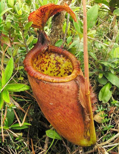Nepenthes palawanensis BE-3651