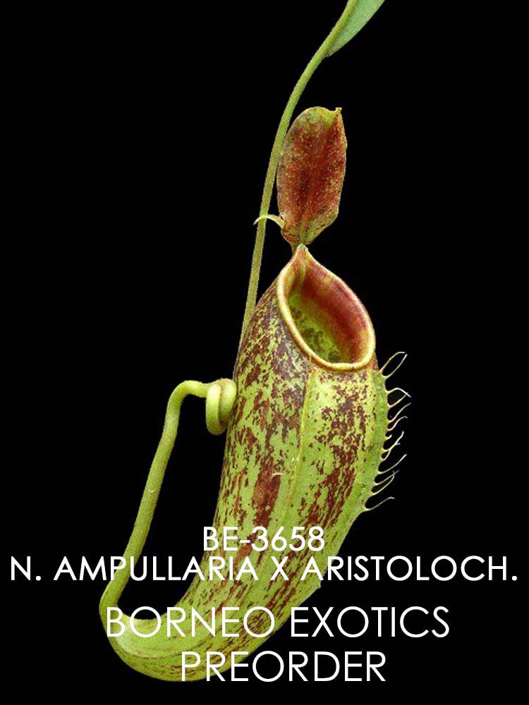Nepenthes ampullaria "Brunei red" x aristolochioides BE-3658
