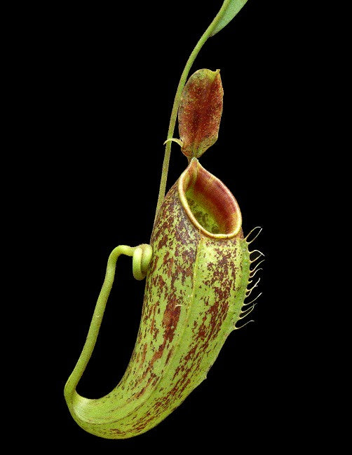 Nepenthes ampullaria "Brunei red" x aristolochioides BE-3658