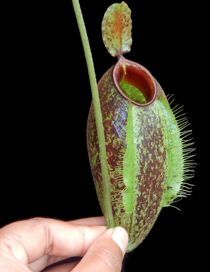 Nepenthes ampullaria "Brunei red" x aristolochioides BE-3658