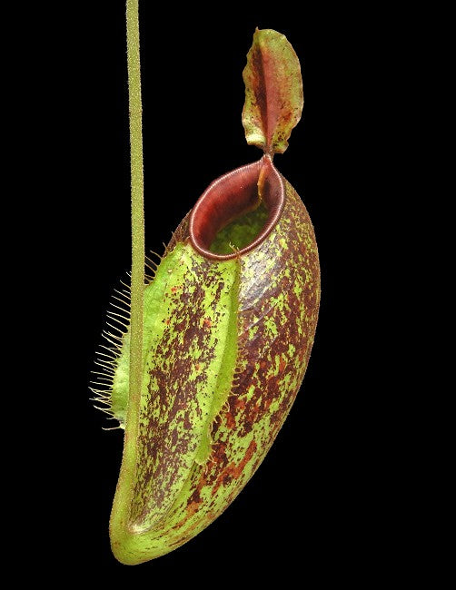 Nepenthes ampullaria "Brunei red" x aristolochioides BE-3658