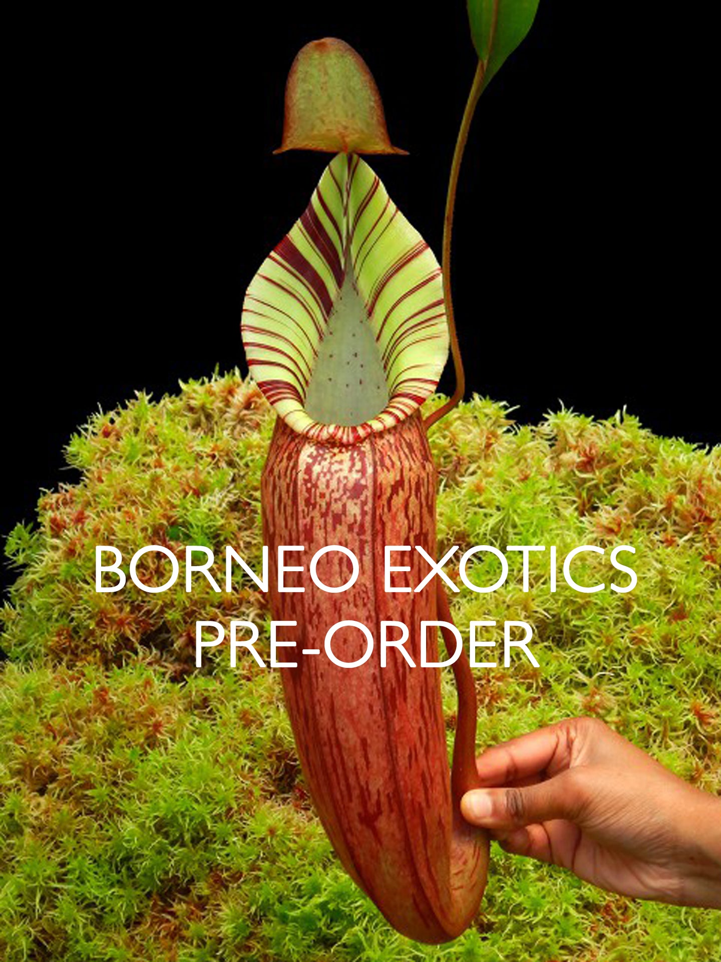 Nepenthes spectabilis x veitchii BE-3664