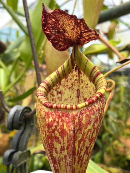 Nepenthes talangensis x glandulifera BE-3665