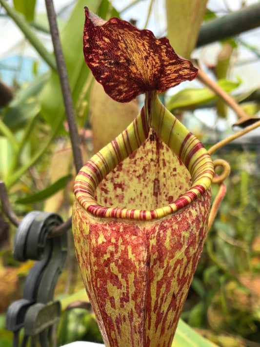 Nepenthes talangensis x glandulifera BE-3665