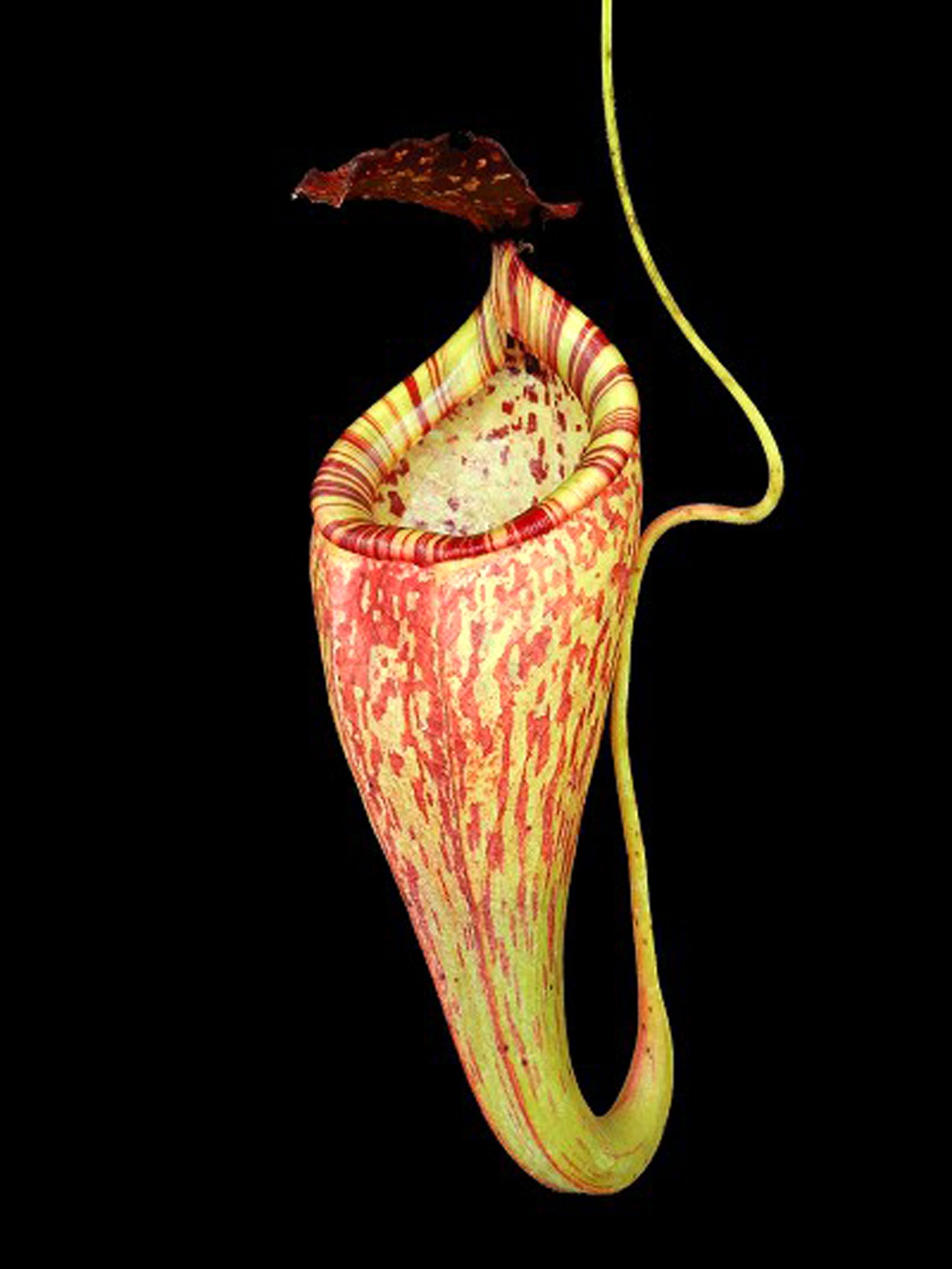 Nepenthes talangensis x glandulifera BE-3665