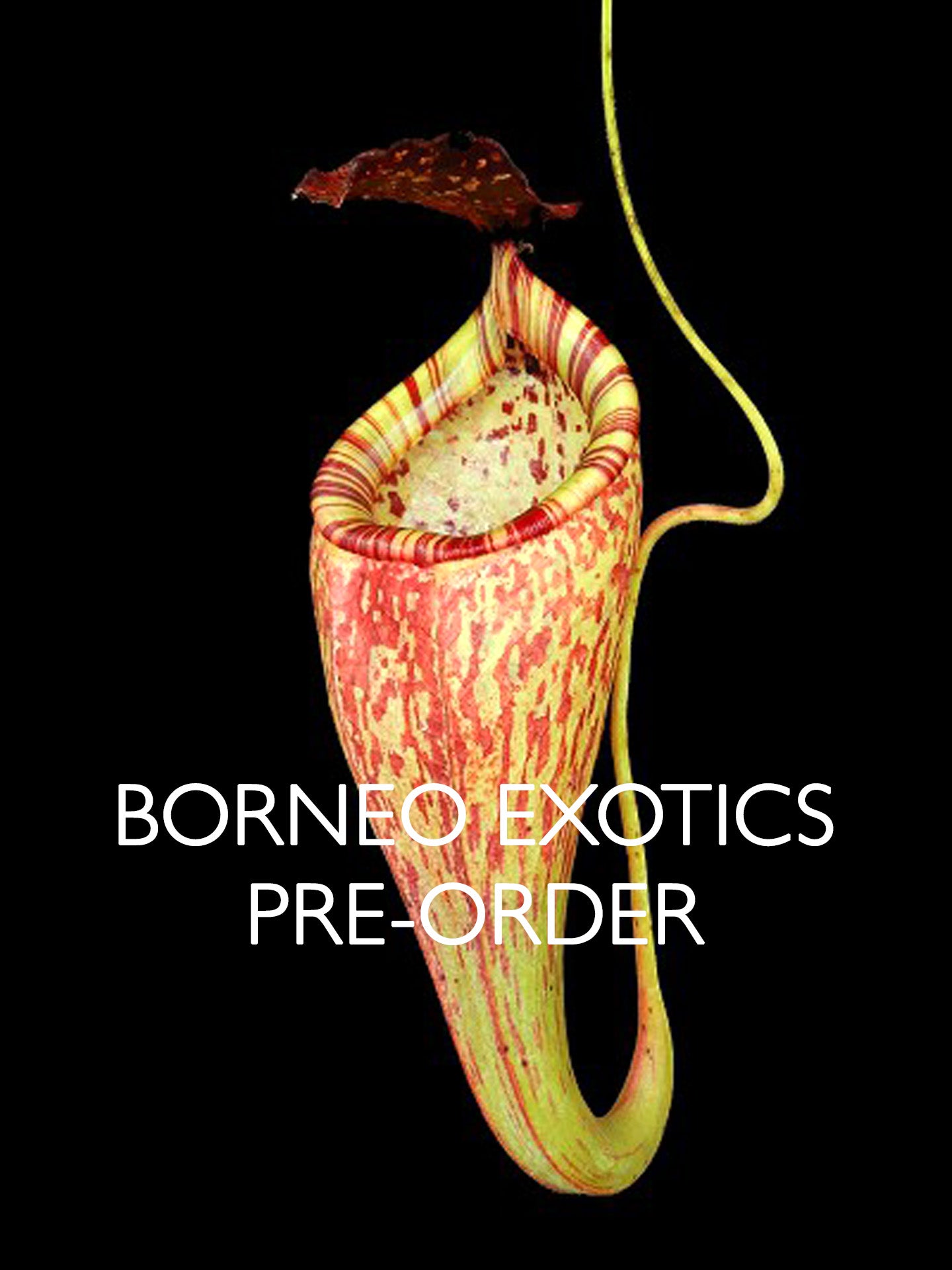 Nepenthes talangensis x glandulifera BE-3665