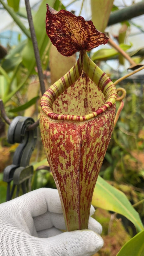 Nepenthes talangensis x glandulifera BE-3665