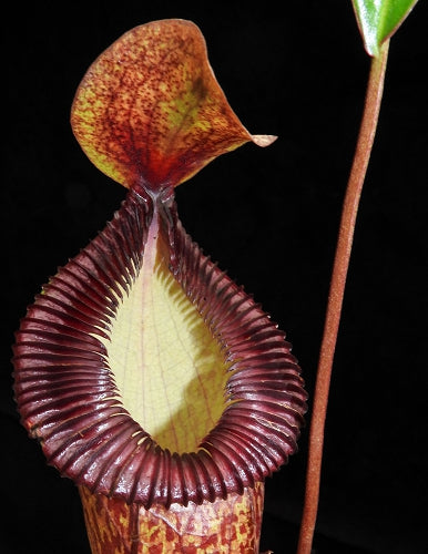 Nepenthes ventricosa x hamata  BE-3672