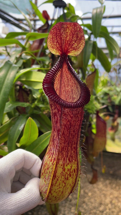 Nepenthes ventricosa x hamata  BE-3672