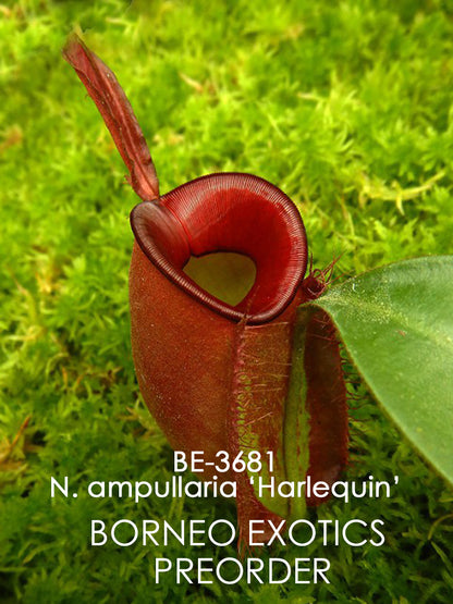 Nepenthes ampullaria "Harlequin" BE-3681