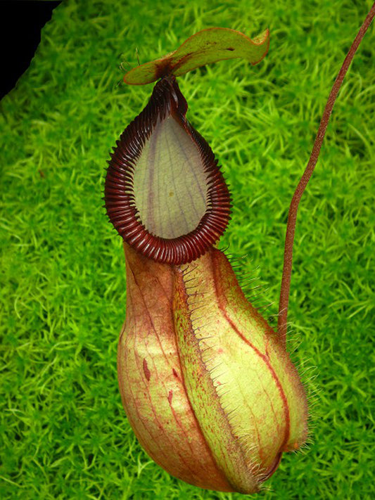 Nepenthes 'Viking' x hamata "Tambusisi"  BE-3685