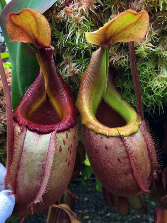 Nepenthes veitchii x mira Assorted Clones BE-3696