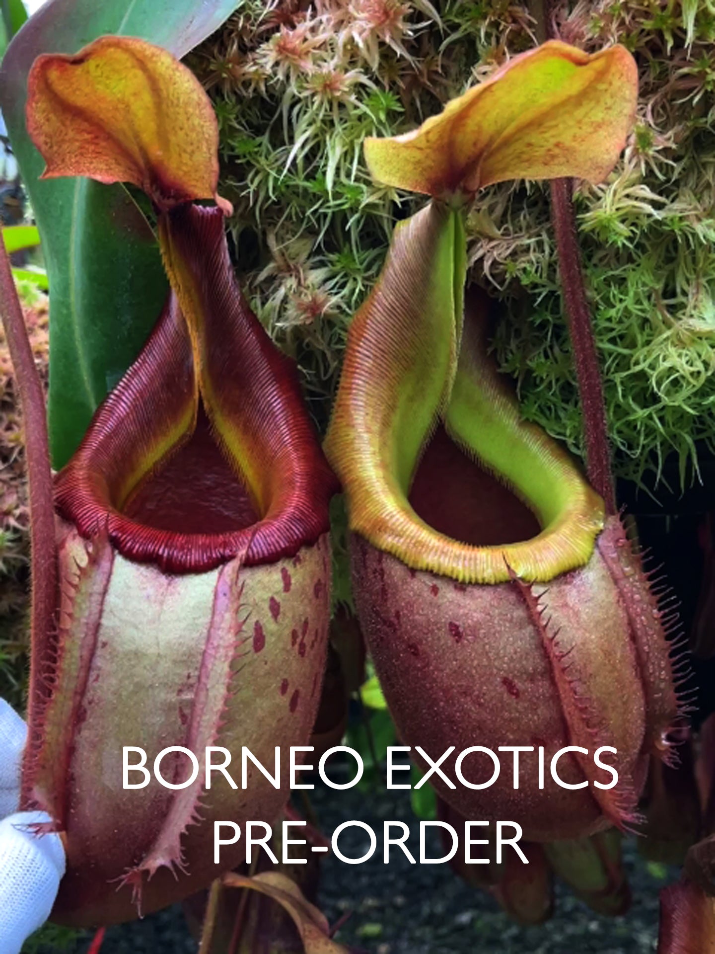 Nepenthes veitchii x mira Assorted Clones BE-3696