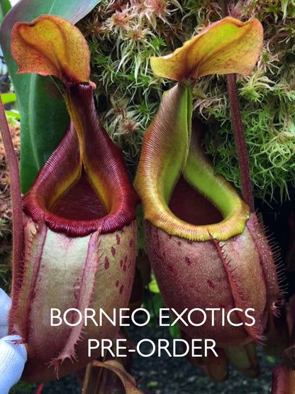 Nepenthes veitchii x mira Assorted Clones BE-3696