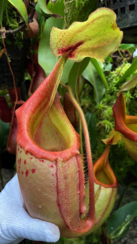 Nepenthes veitchii x mira Assorted Clones BE-3696