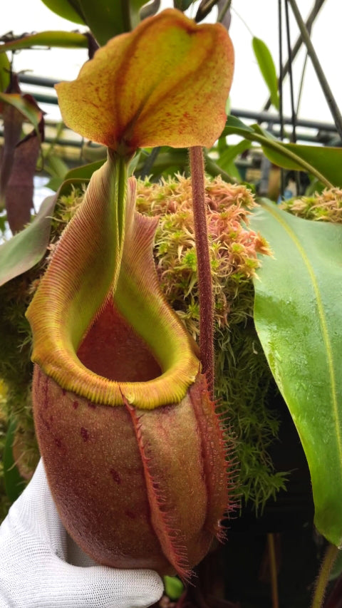 Nepenthes veitchii x mira Assorted Clones BE-3696