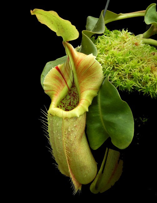Nepenthes robcantley x veitchii „Sungai Samba“ BE-3700