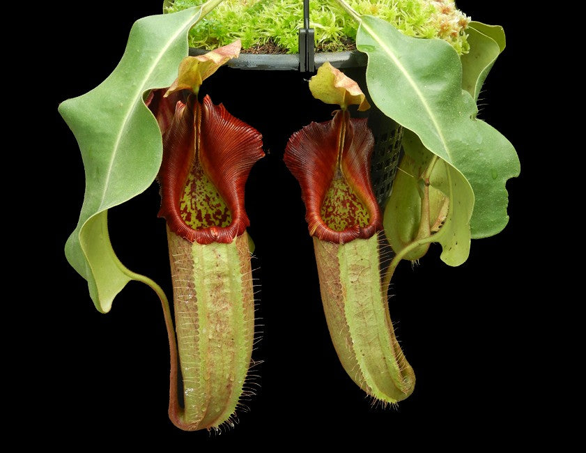 Nepenthes robcantley x veitchii "Sungai Samba" BE-3700