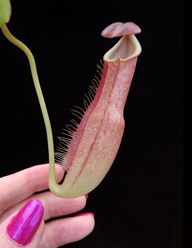 Nepenthes longifolia BE-3704
