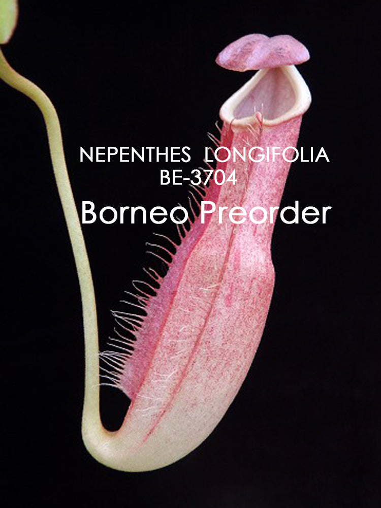 Nepenthes longifolia BE-3704