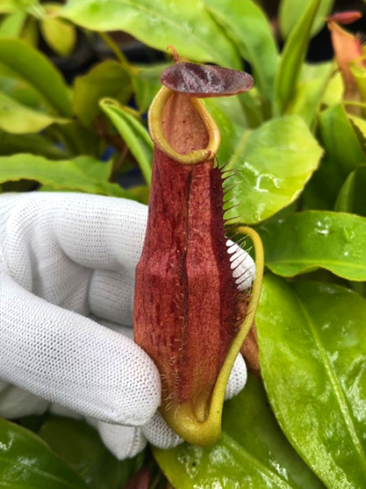 Nepenthes longifolia Single Clone BE-3704