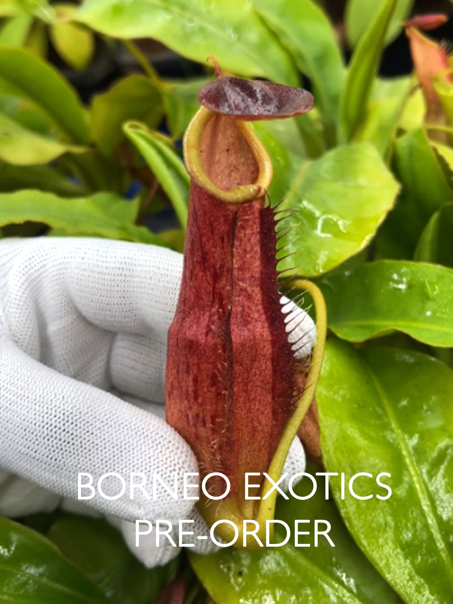 Nepenthes longifolia Single Clone BE-3704