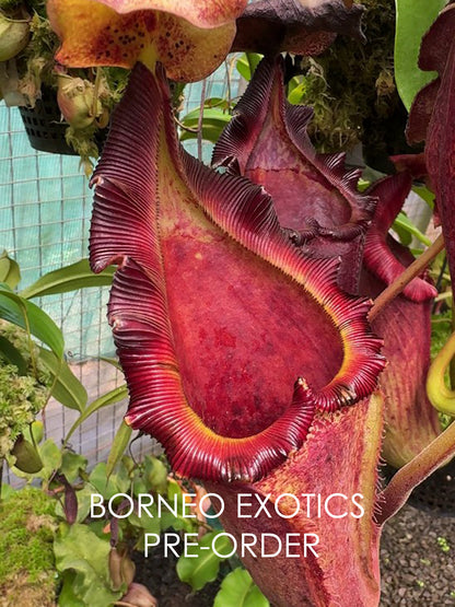 Nepenthes maxima x "Trusmadiensis" BE-3709  Best Selected Clone