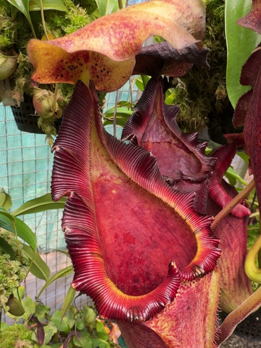 Nepenthes maxima x "Trusmadiensis" BE-3709  Best Selected Clone