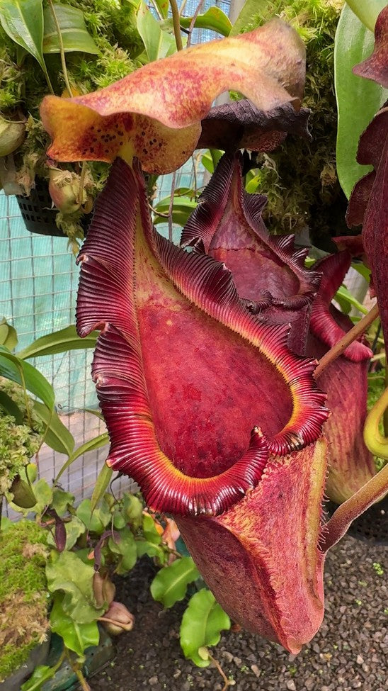 Nepenthes maxima x "Trusmadiensis" BE-3709  Best Selected Clone