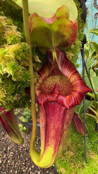 Nepenthes maxima x "Trusmadiensis" BE-3709  Best Selected Clone
