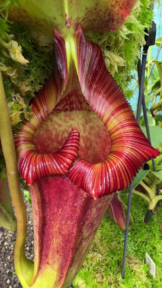 Nepenthes maxima x "Trusmadiensis" BE-3709  Best Selected Clone